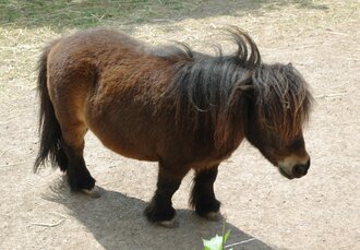 Bild: Pony (Zoo Erfurt)