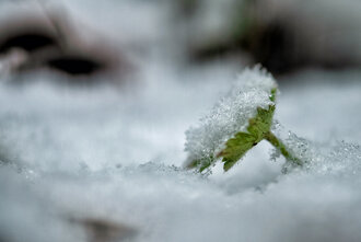 Bild: Kleine Pflanze im Schnee