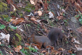 Bild: Eichhörnchen