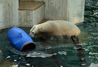 Bild: Eisbär (Zoo Wuppertal)