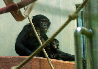 Bild: Schimpansen (Zoo Wuppertal)