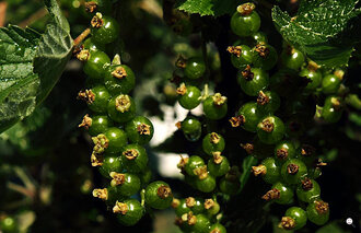 Bild: Unreife Johannisbeeren (lat. Ribes)