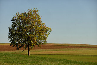 Bild: Baum im Herbst