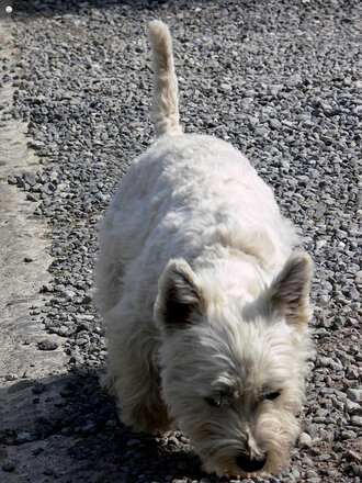 Bild: Hund: White Highland Terrier