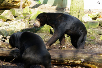 Bild: Malaienbären, auch Sonnenbären genannt (Allwetterzoo Münster)