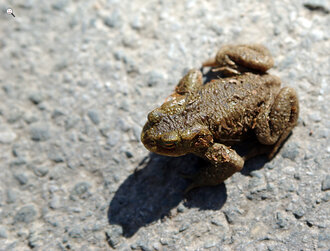 Bild: Frosch ("Echte Kröte", lat. Bufo)