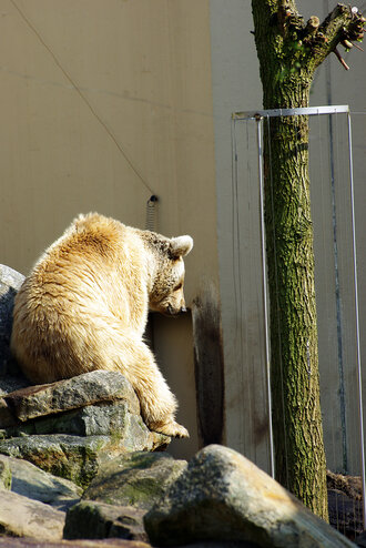 Bild: Syrischer Braunbär (Allwetterzoo Münster)