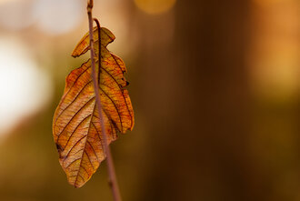 Bild: Einsames Herbstblatt