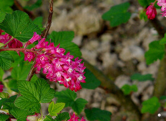 Bild: Jostabeeren-Strauch (Kreuzung aus Johannisbeere und Stachelbeere, lat. Ribes x nidigrolaria): Blüten