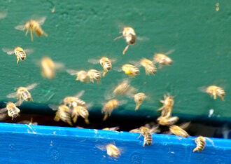 Bild: Bienen am Bienenstand