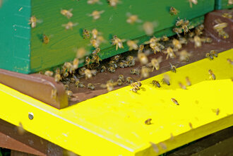 Bild: Bienen am Bienenstock