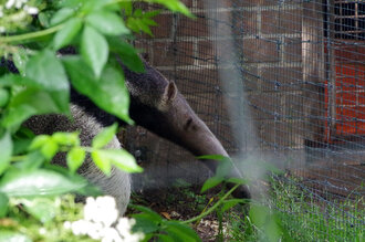 Bild: Ameisenbär (Zoo Dortmund)
