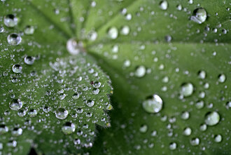 Bild: Regentropfen auf einem Pflanzenblatt