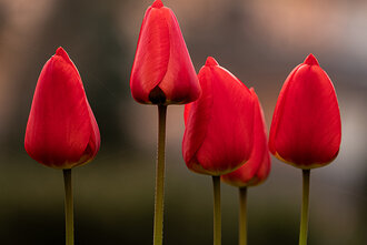 Bild: Rote Tulpen