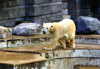 Bild: Eisbär (Zoo Wuppertal)