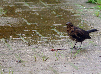 Bild: Vogel und Regenwurm