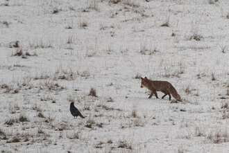 Bild: Fuchs und Vogel