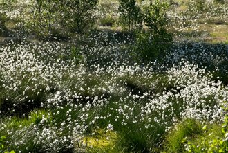 Bild: Wollgras im Hohen Venn (Landschaft, Hochmoor in Belgien und Deutschland)