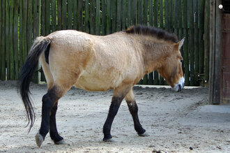 Bild: Przewalski-Pferd (Allwetterzoo Münster)
