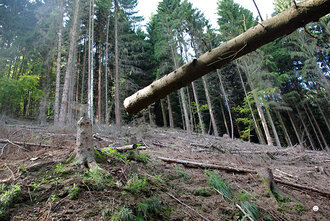 Bild: Sturmschäden im Wald