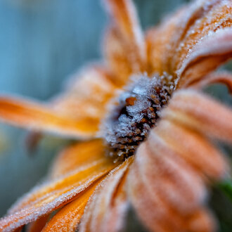 Bild: Orange Blume im Winter
