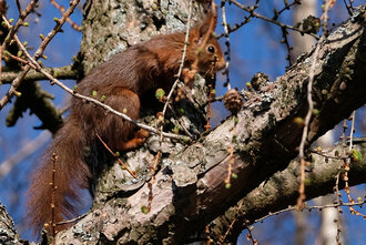 Bild: Eichhörnchen