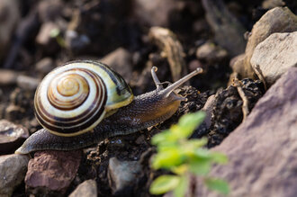 Bild: Gartenbänderschnecke