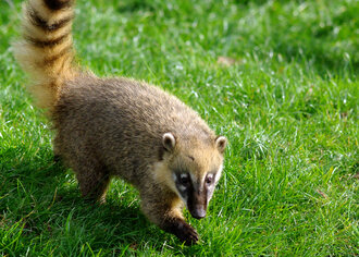 Bild: Nasenbär (Thüler Tierpark)