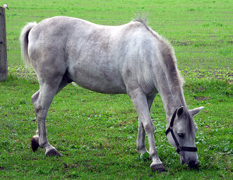 Bild: Pony