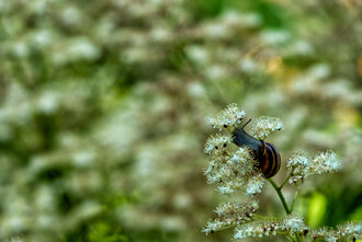 Bild: Schnecke