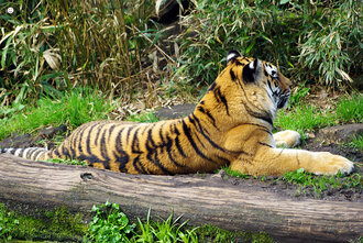 Bild: Tiger (Allwetterzoo Münster)