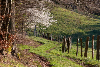 Bild: Fußweg zu blühendem Baum