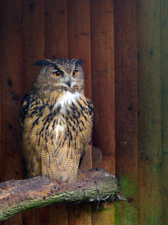 Bild: Uhu (Thüler Tierpark)