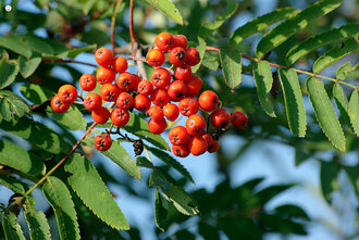 Bild: Vogelbeere (auch Eberesche genannt, lat. Sorbus aucuparia)