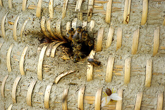 Bild: Bienen am Bienenkorb