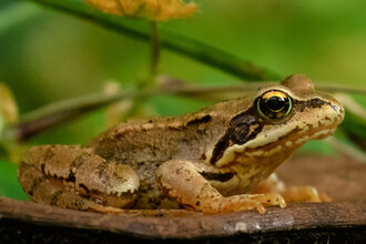 Bild: Frosch auf einem Pilz