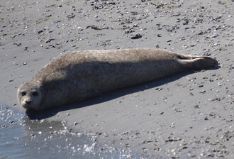 Bild: Seehund (Nordsee)