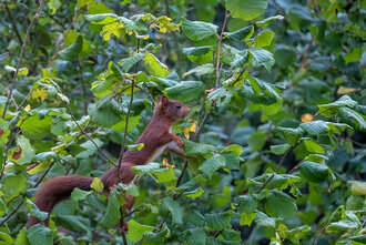 Bild: Eichhörnchen in einem Haselnuss-Strauch