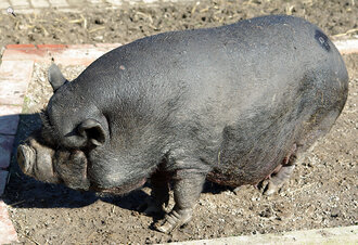 Bild: Hängebauchschwein