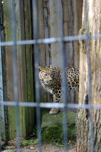 Bild: Leopard (Allwetterzoo Münster)