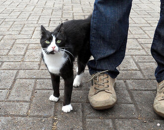 Bild: Katze
