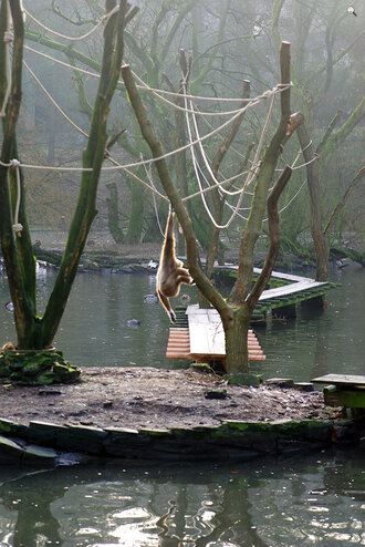 Bild: Weißhandgibbons (Zoo Wuppertal)