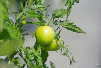 Bild: Unreife Tomaten (lat. Solanum lycopersicum)