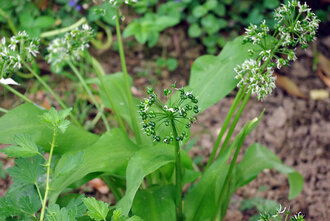 Bild: Bärlauch (lat. Allium ursinum)