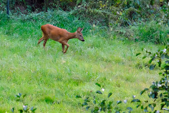 Bild: Reh im Garten am Waldrand