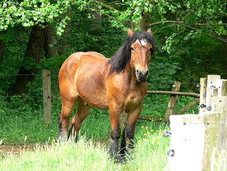 Bild: Pferd: Belgisches Kaltblut