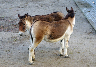 Bild: Kiang (auch Tibet-Wildesel genannt, Zoo Wuppertal)
