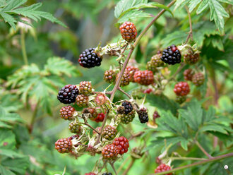 Bild: Brombeeren (lat. Rubus sectio Rubus)