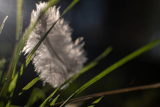 Bild: Weiße Vogelfeder im Gras