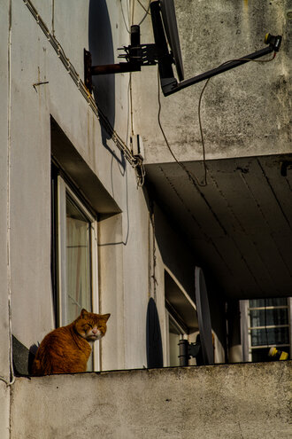Bild: Rote Katze in einem Hinterhof